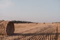 A round twisted straw haystack in a field. Orange mown wheat field. A circle of straw Royalty Free Stock Photo