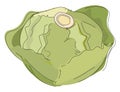 Image of cabbage, vector or color illustration