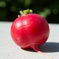 Round, vibrant red radish (Raphanus sativus) with a smooth, shiny surface sits on a Royalty Free Stock Photo