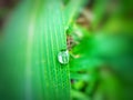 Round water drop on long green grass like a pearl beautiful Royalty Free Stock Photo