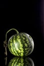 Round watermelon on a black background