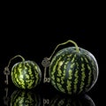 Round watermelon on a black background