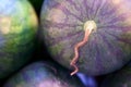 Round watermelon and smooth variety green color skin close up photo mooth green skin round watermelon