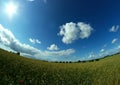 Round wheat field