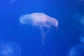round white jellyfish in water on blue background Royalty Free Stock Photo