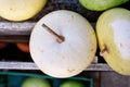 Round white Kalebasse Corsican Calabash gourd Royalty Free Stock Photo