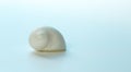 Round white sea snail shell on the blue background