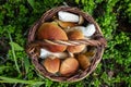 Wicker basket with fresh cep porcini mushrooms in autumn forest Royalty Free Stock Photo