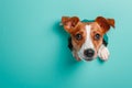 Round Window Reveals Watchful Dog. Royalty Free Stock Photo