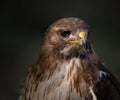 Round Wing Eagle Buteo buteo also known by Aguia de asa redonda, close up portrait of this beautiful bird of prey. Royalty Free Stock Photo
