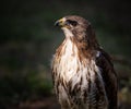 Round Wing Eagle Buteo buteo also known by Aguia de asa redonda, close up portrait of this beautiful bird of prey. Royalty Free Stock Photo