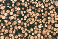 Round wood, a stack of cut trees. Sectional view from the end of the tree and growth rings Royalty Free Stock Photo