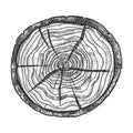 Round Wooden Cross Section With Tree Rings Vector