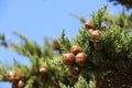 Beautiful brown cones on the branch of a cypress tree, summer, California. Royalty Free Stock Photo