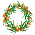 Round wreath of ripe berries, sea buckthorn leaves. Hand drawn watercolor illustration isolated on white background.