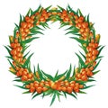 Round wreath of sea buckthorn. Hand drawn watercolor illustration isolated on white background. Garland of branches, ripe berries