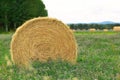 Round yellow bale in the green alfalfa field near the trees
