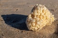 Whelk Buccinum empty egg cases on the beach Royalty Free Stock Photo
