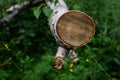 Round yellow orange cut of white birch tree in green forest Royalty Free Stock Photo