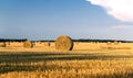 Round yellow straw bales in a cut field in summer day