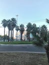 roundabout with palm trees