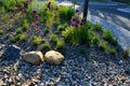 Roundabout with a spotted perennial plantation that blooms and attracts insects. resembles a meadow. The center of the circle is f