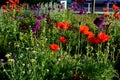 Roundabout with a spotted perennial plantation that blooms and attracts insects. resembles a meadow. The center of the circle is f