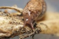 Roundback slugs, focus on the head Royalty Free Stock Photo