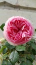 Rounded bloom of single pink rosa climbing rose Royalty Free Stock Photo