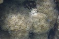 Rounded bubblegum coral at Lipe island