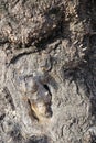 Rounded burls on bark of ash