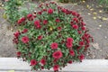 Rounded bush of Chrysanthemums with red flowers and buds Royalty Free Stock Photo