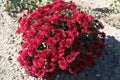 Rounded bush of red Chrysanthemums in October Royalty Free Stock Photo