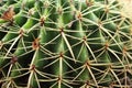 Rounded Cactus plant close up in a succulent garden further view. Royalty Free Stock Photo