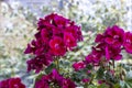 Magenta colour geranium flowers close-up. Royalty Free Stock Photo