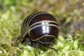 Rounded Common European species of pill millipede Royalty Free Stock Photo