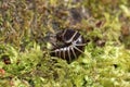 Rounded Common European species of pill millipede Royalty Free Stock Photo