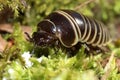 Rounded Common European species of pill millipede Royalty Free Stock Photo