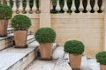 Rounded green bush tree pot on stairs with wall Royalty Free Stock Photo