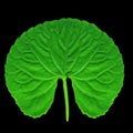 Rounded green leaf