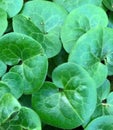 Rounded green leaves of Asiatic pennywort Royalty Free Stock Photo