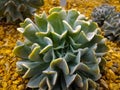 Rounded green succulent plants