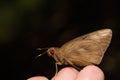 Rounded Palm-redeye or Giant skipper