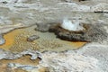 Yellowstone National Park, Rounded Pebbles and Clear Water at Aurum Geyser, Wyoming, USA