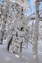 The rounded snow on the trees trunk Royalty Free Stock Photo