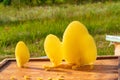 rounded yellow honeycombs with honey stand on the beehive on the background of grass in the summer. Close-up