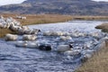 Rounding up of sheep in Iceland