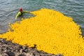 Rounding up thousands of rubber ducks after a harbor race Royalty Free Stock Photo