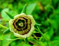 Roundleaf Bellflower (codonopsis rotundifolia) at Valley of Flower National Park, Himalaya, Uttarakhand, India Royalty Free Stock Photo