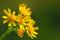 Roundleaf groundsel Royalty Free Stock Photo